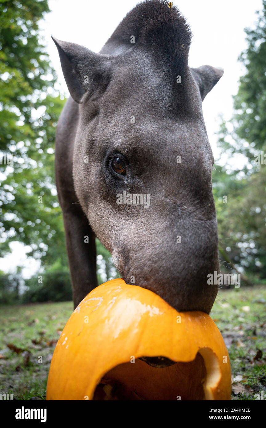 Cotswold Wildlife Park, Oxfordshire, UK. 15th Oct, 2019. Animals eat pumpkins carved with various designs, from spooky faces to impressions of the animals themselves. Lolly and Gomez the tapirs enjoy a pumpkin Cotswold Wildlife Park, Oxfordshire, UK. 15th Oct, 2019. Animals eat pumpkins carved with various designs, from spooky faces to impressions of the animals themselves. Lolly and Gomez the tapirs enjoy a pumpkin