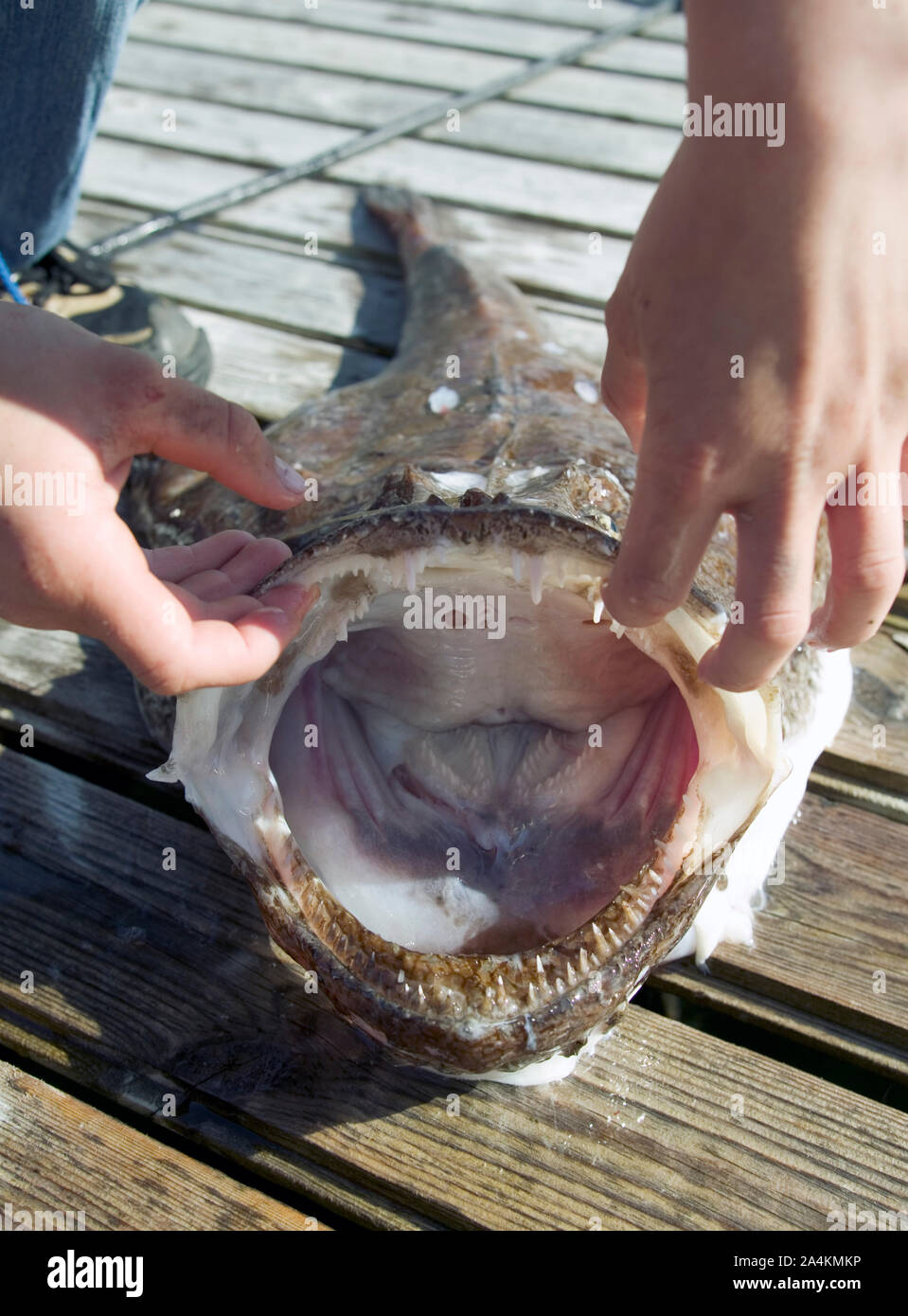 Big mouth of monk fish Stock Photo