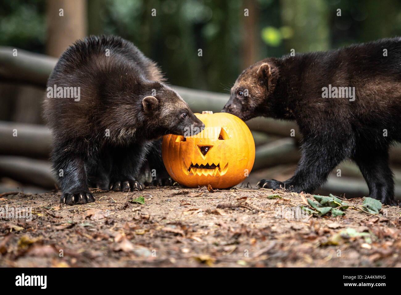 Cotswold Wildlife Park, Oxfordshire, UK. 15th Oct, 2019. Animals eat pumpkins carved with various designs, from spooky faces to impressions of the animals themselves. Sarka and Sharapova the wolverines. Credit: Andrew Walmsley/Alamy Live News Stock Photo
