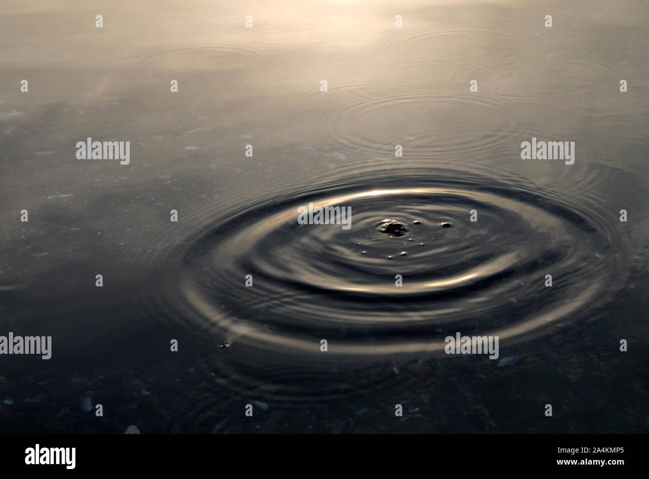 Circles in water fish on the feed leaping at flies Stock Photo Alamy