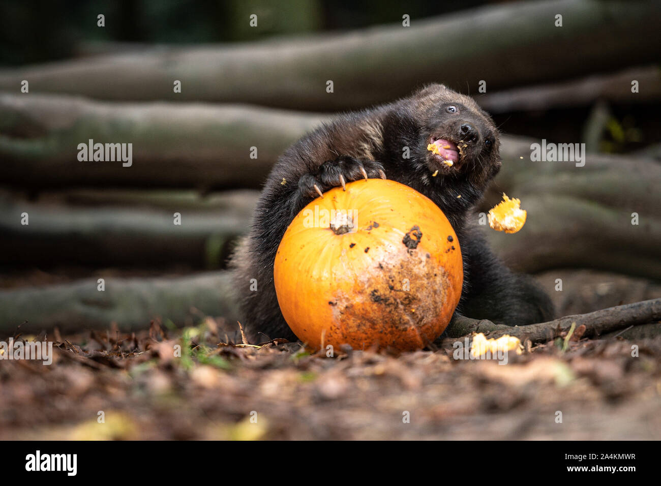 Cotswold Wildlife Park, Oxfordshire, UK. 15th Oct, 2019. Animals eat pumpkins carved with various designs, from spooky faces to impressions of the animals themselves. Sharapova the wolverine. Credit: Andrew Walmsley/Alamy Live News Stock Photo