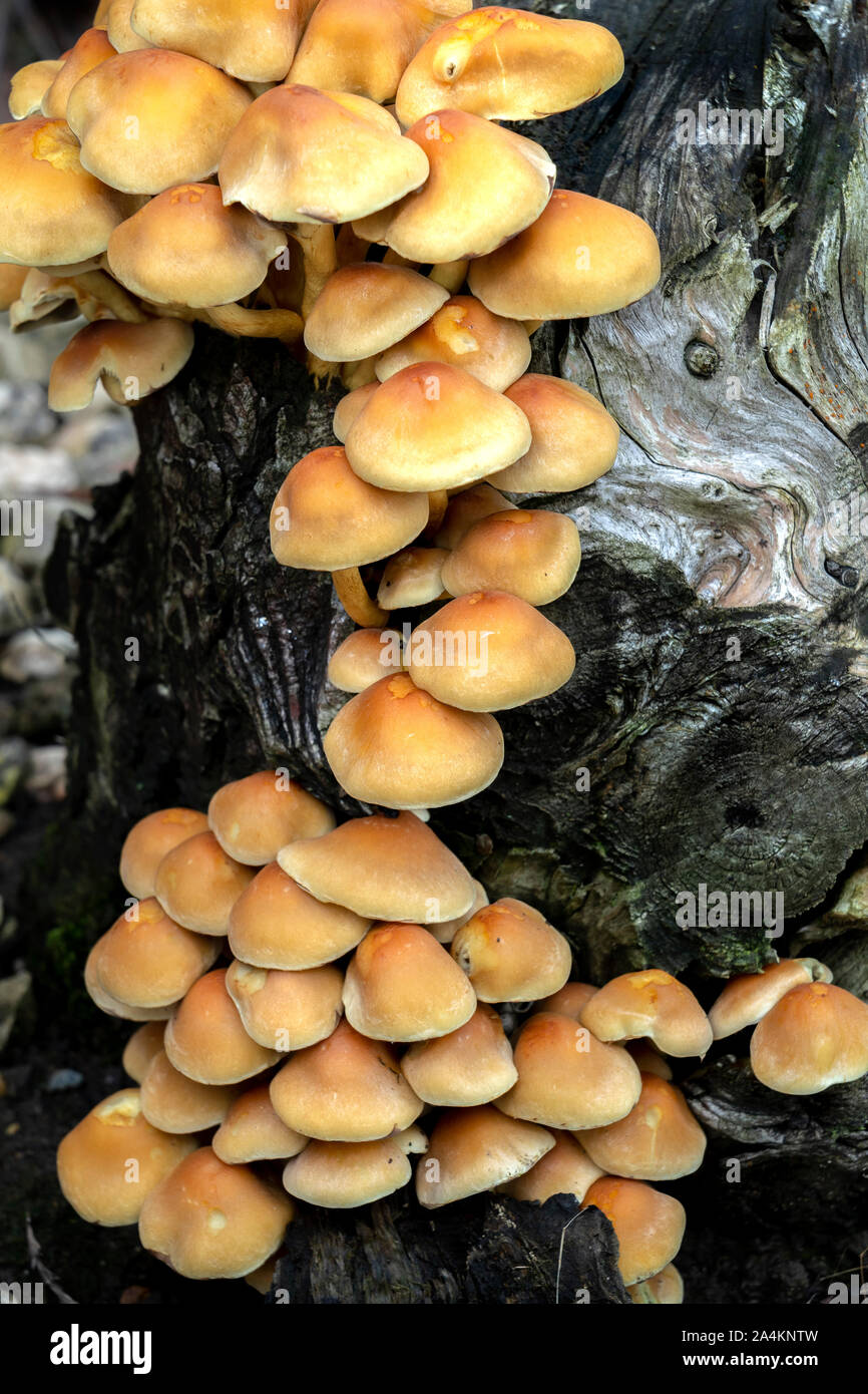 Honey fungus (Armillaria gallica) on a tree stump Stock Photo