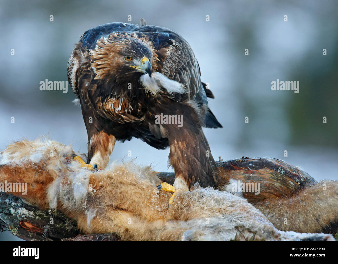 Golden Eagle eating prey. Predator Stock Photo Alamy