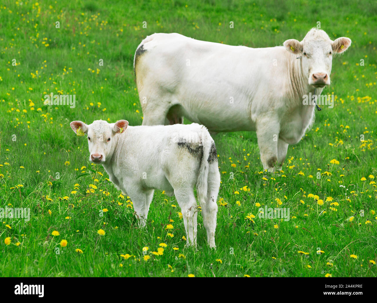 Cow and calf in a field Stock Photo - Alamy