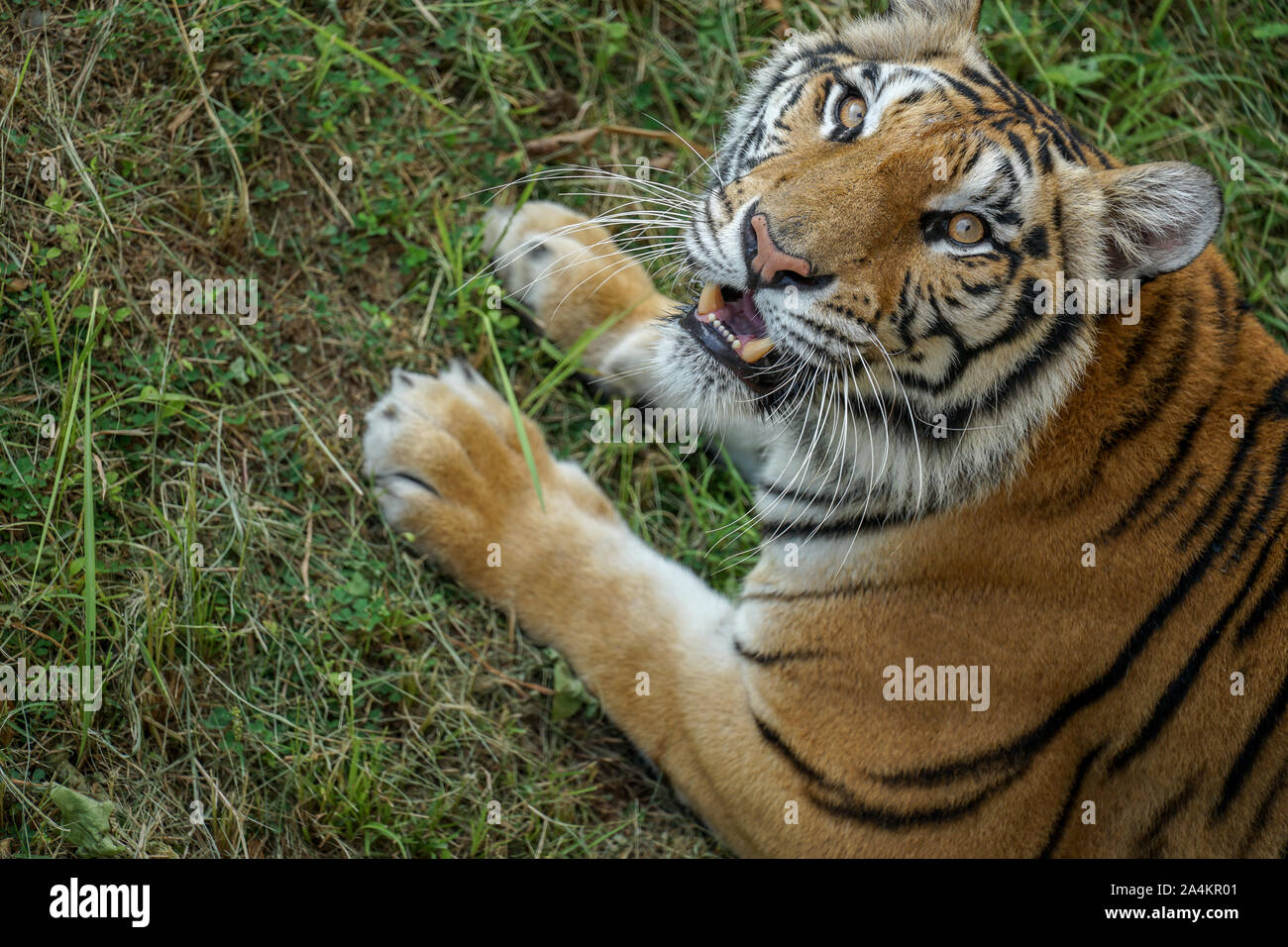 a strong and fierce Asian tiger watching its prey. Asian tigers including carnivorous big cats are protected because its population in the world is in Stock Photo