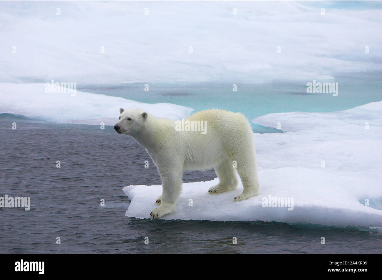 Ursus Maritimus Polar Bear In Spitsbergen Svalbard Stock Photo Alamy