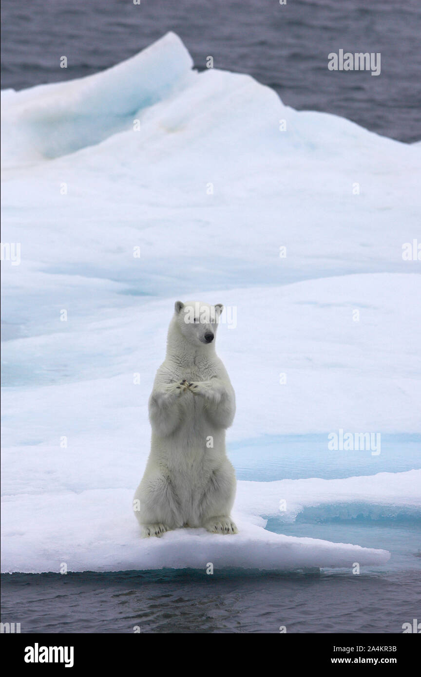 Spitsbergen Svalbard polar bear sitting up cute Stock Photo Alamy