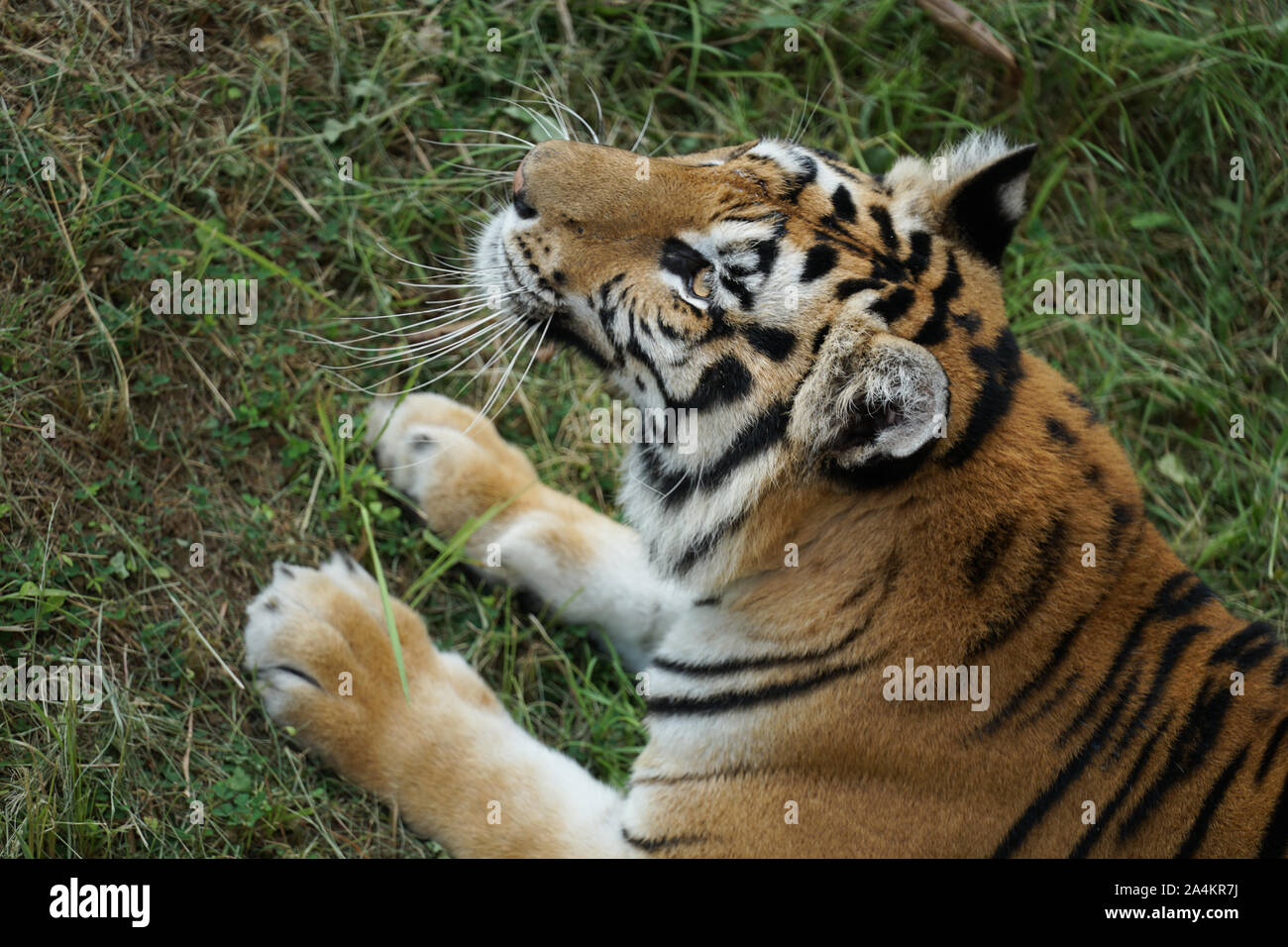 a strong and fierce Asian tiger watching its prey. Asian tigers including carnivorous big cats are protected because its population in the world is in Stock Photo