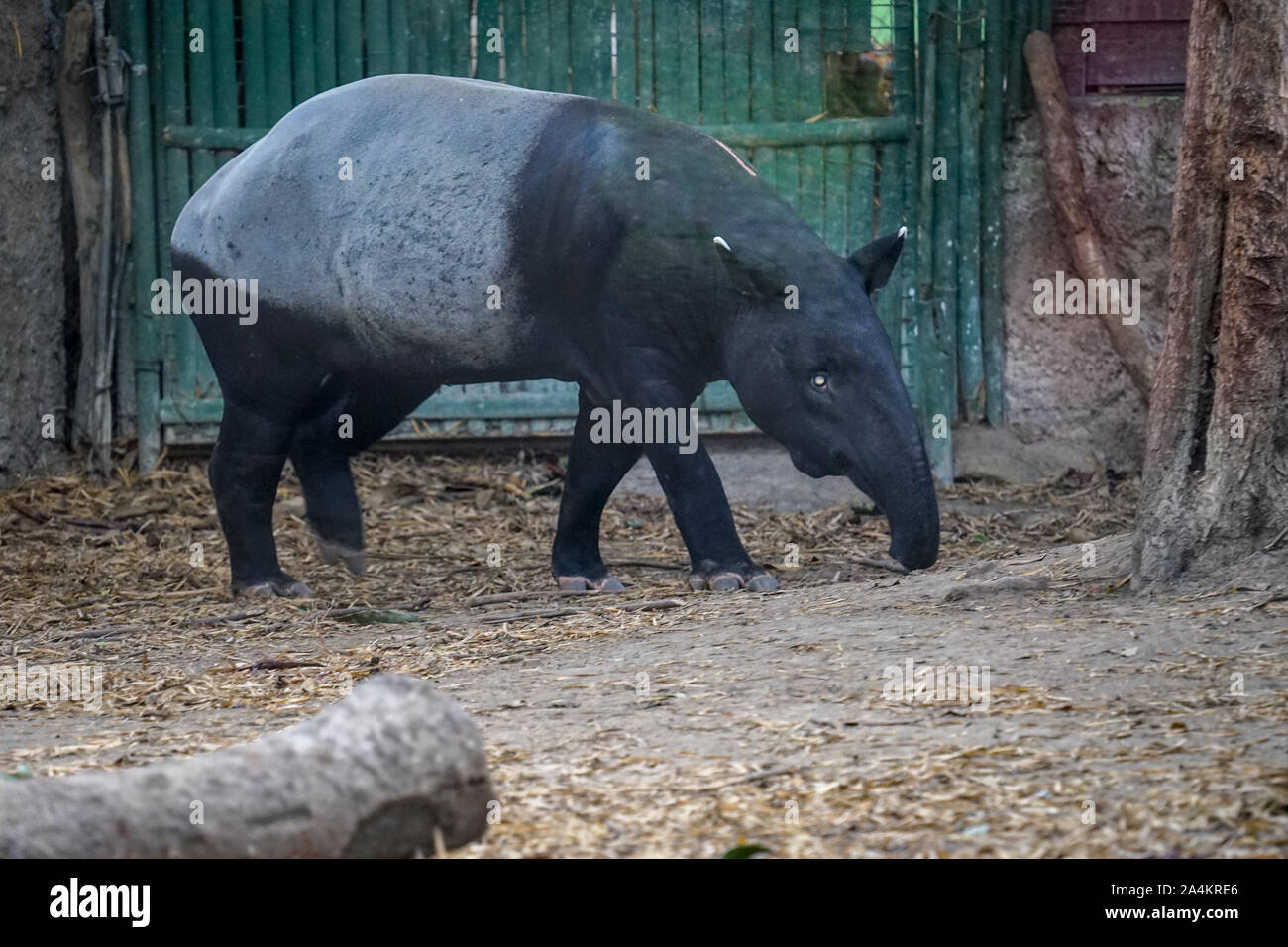 a tapir is looking for food. Tapir is a unique animal from Asia, commonly found in Indonesia. Tapir has a short proboscis and black and white skin Stock Photo - Alamy a tapir is looking for food. Tapir is a unique animal from Asia, commonly found in Indonesia. Tapir has a short proboscis and black and white skin Stock Photo - Alamy