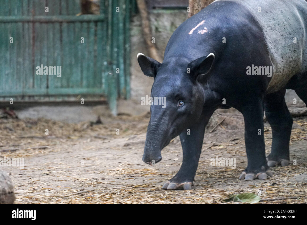 a tapir is looking for food. Tapir is a unique animal from Asia, commonly found in Indonesia. Tapir has a short proboscis and black and white skin Stock Photo
