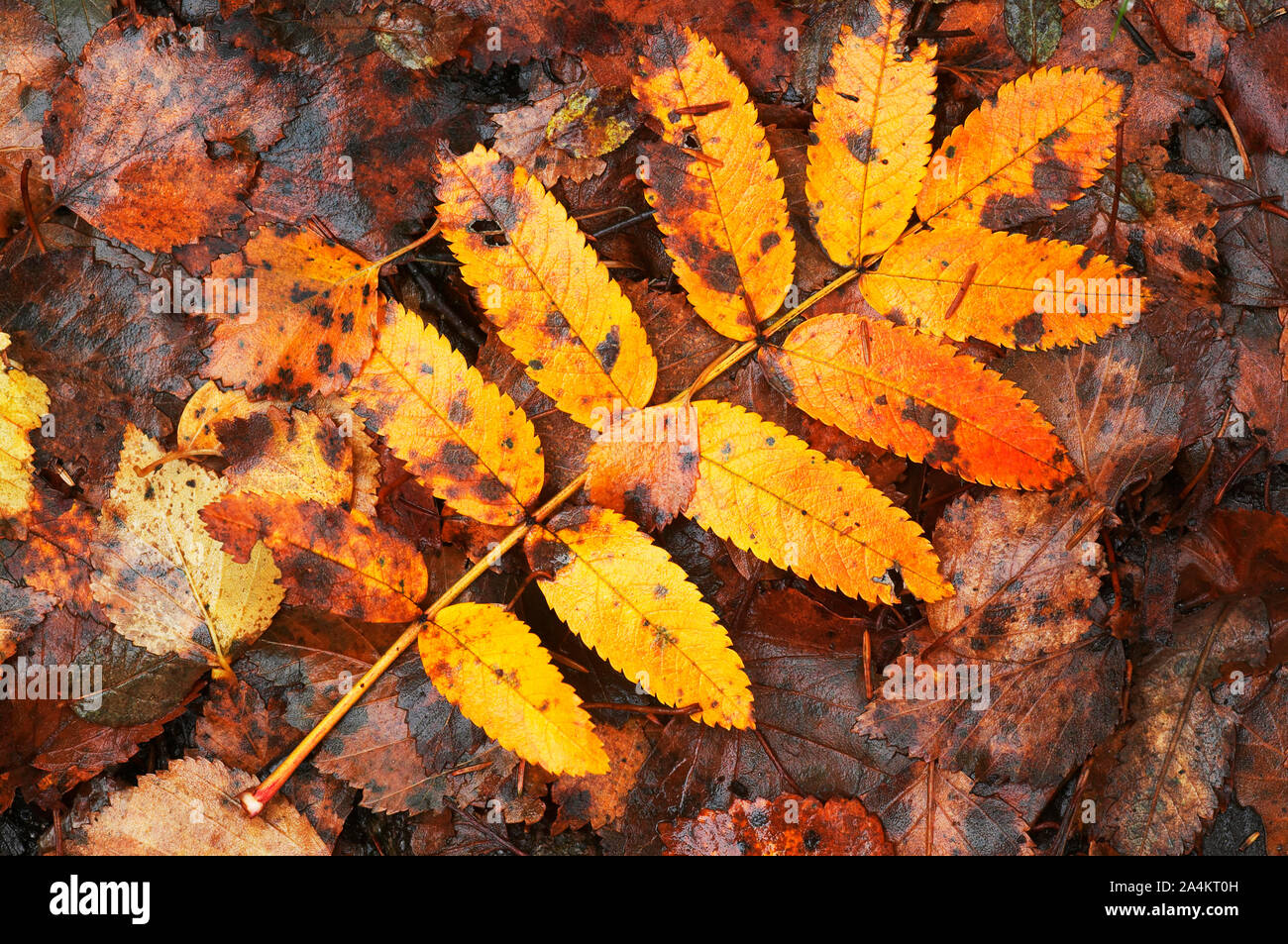 Withered autumn leaves hi-res stock photography and images - Alamy