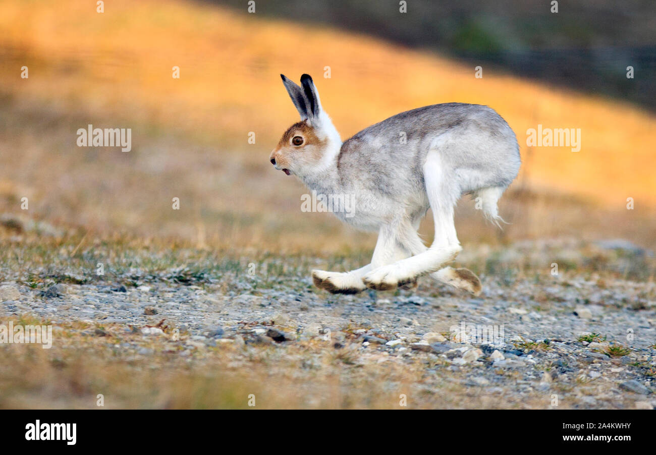 Hare Running Across the Landscape Stock Photo
