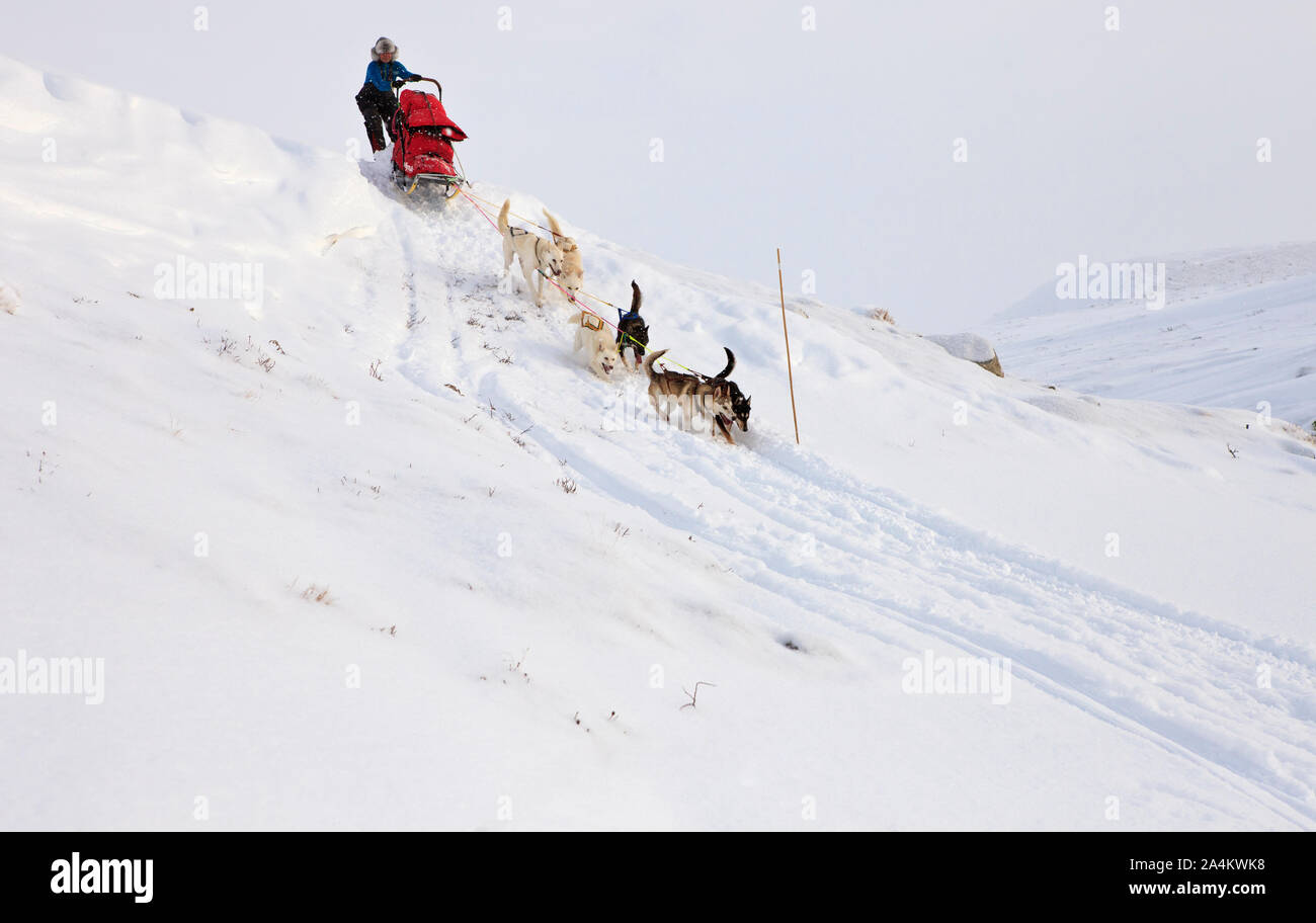 Dog Sledding on Snow Mountain, Scandinavia, Norway Stock Photo