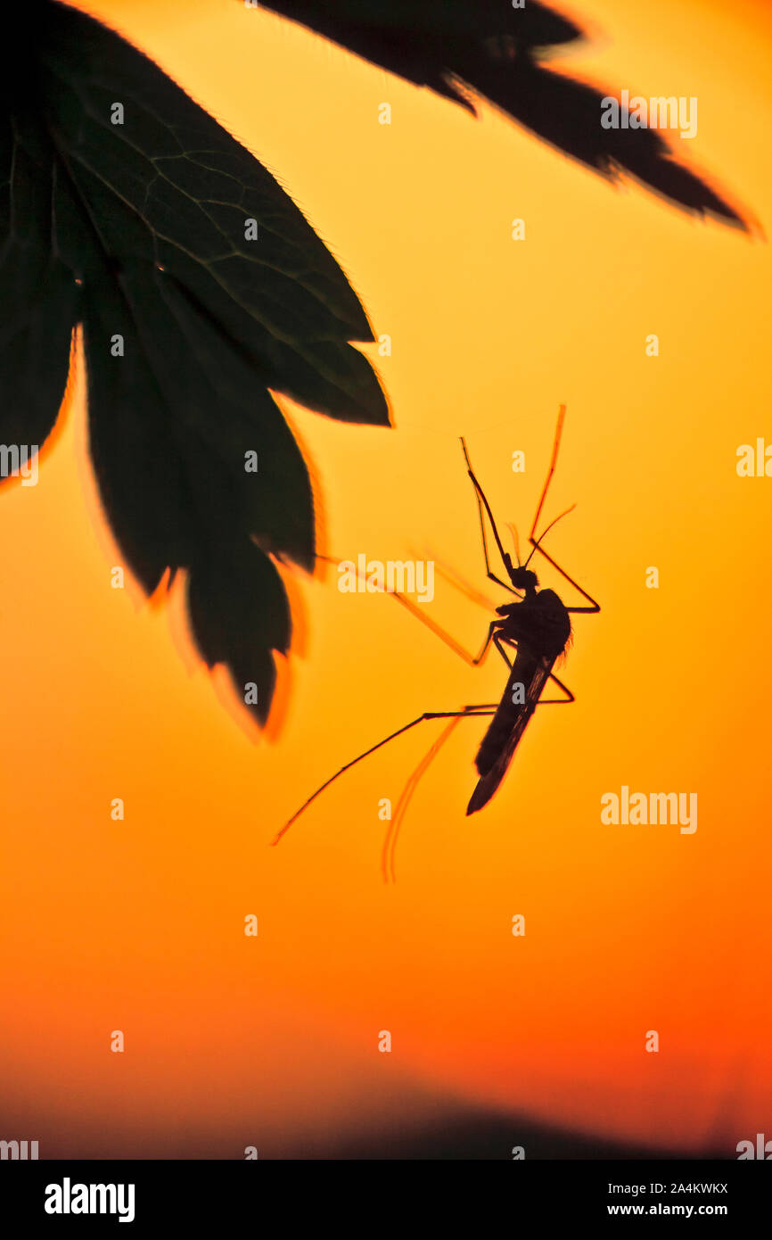 Silhouette of mosquitoes below Leaf Stock Photo