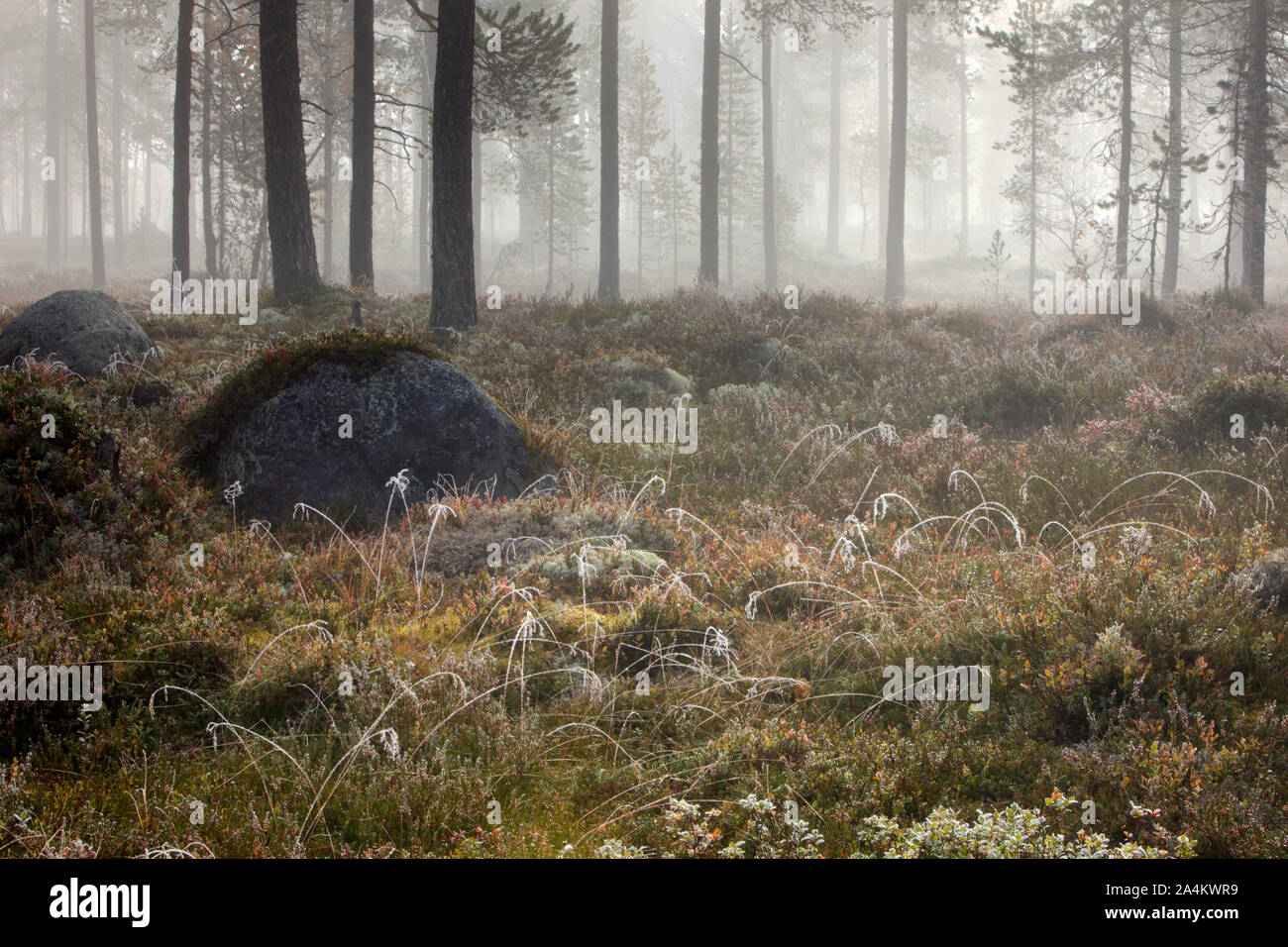 Frost, Hedmark, Northern Europe, Scandinavia Stock Photo