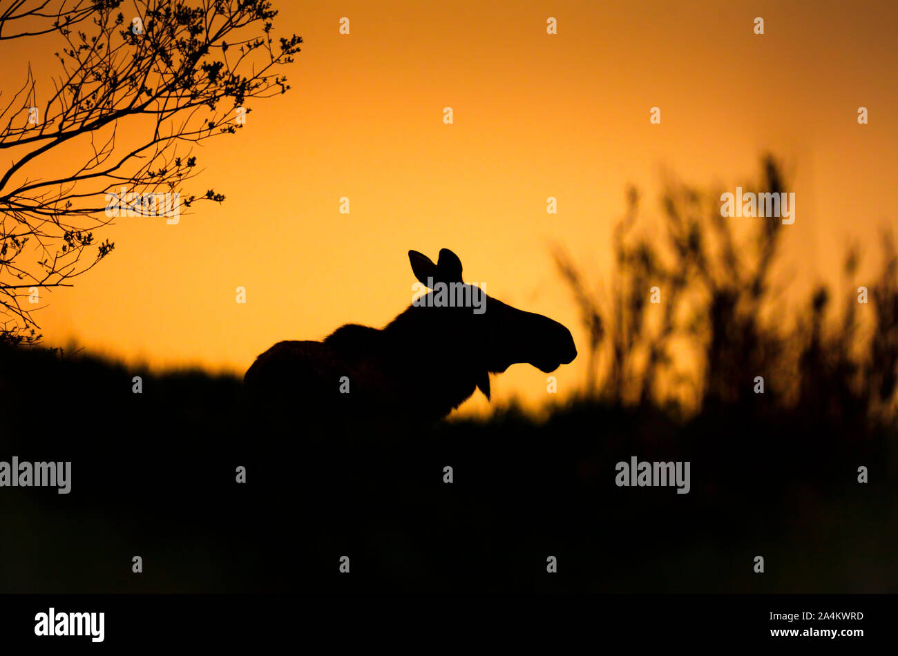 Silhouette of Moose Animal. Elg i solnedgang. Stock Photo