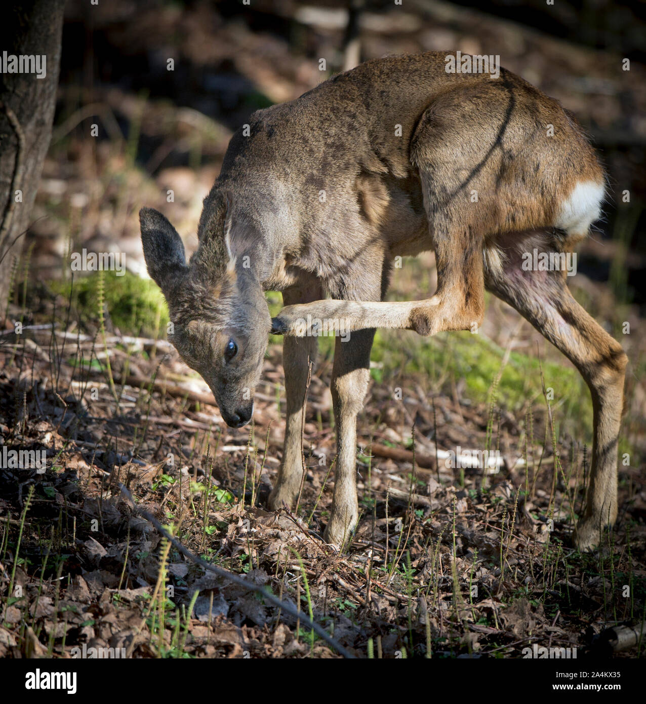 Deer In Wild, Flekkefjord; Northern Europe, Scandinavia, Norway Stock Photo