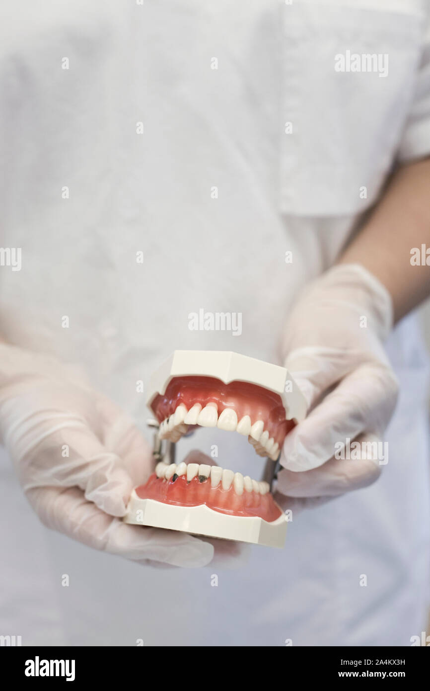 Teeth model dental mold Stock Photo Alamy