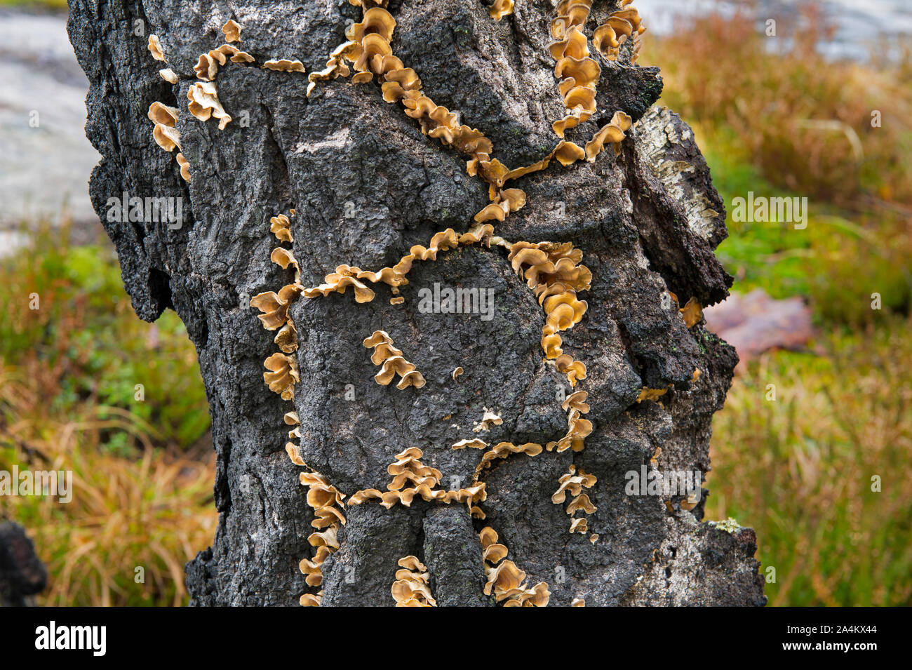 Mushrooms Growing On Tree Bark, Aust Agder Forest, Norway Stock Photo