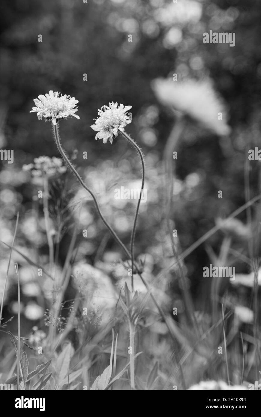 Wild flowers in meadow Stock Photo Alamy