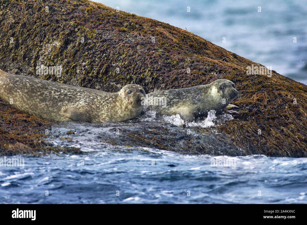 Common seal/sea calf mother and child Stock Photo Alamy
