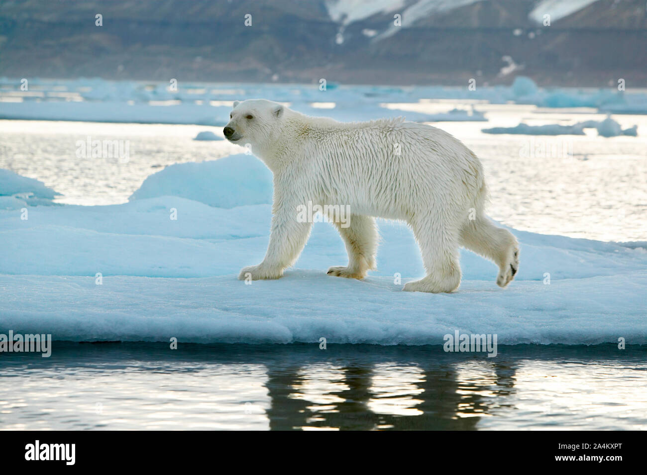 Ursus maritimus / polar bear in Spitsbergen / Svalbard Stock Photo