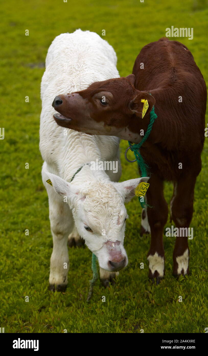 2 cows in field hi-res stock photography and images - Alamy