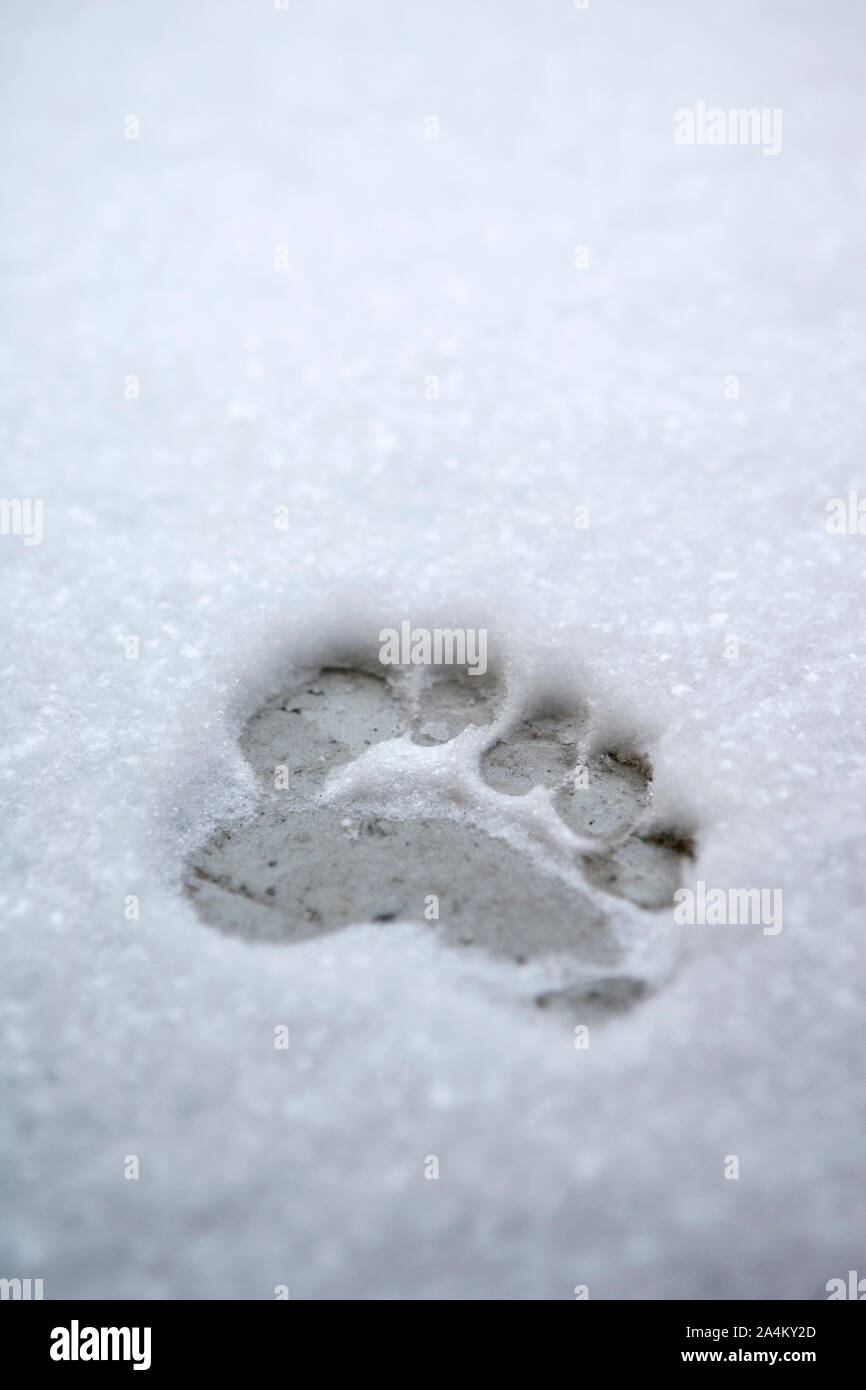 Footprint in snow Stock Photo