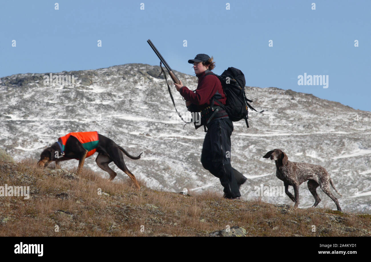 Man hunting with dogs Stock Photo