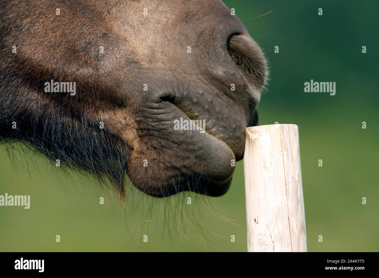 Portrait of horse Stock Photo