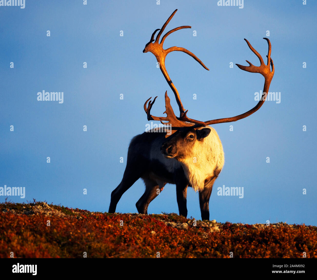 A reindeer in Norway Stock Photo