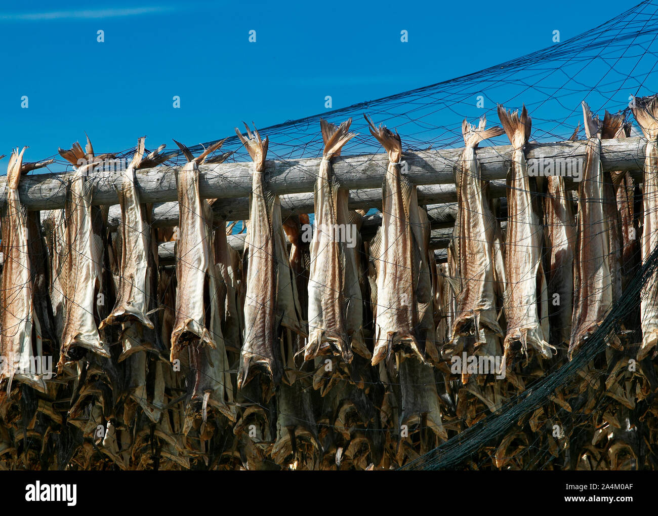 Drying cod outdoors at Varangerfjorden, Finnmark, Norway Stock Photo