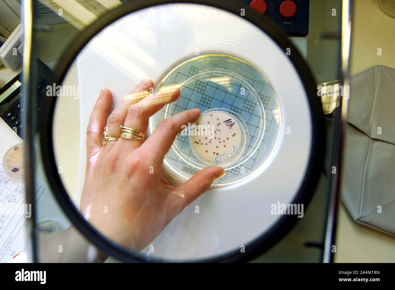 Research in lab petri dish Stock Photo Alamy