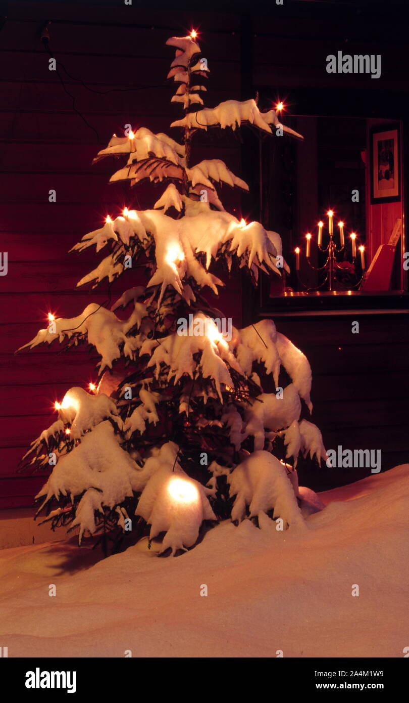 Snow-covered Christmas tree Stock Photo