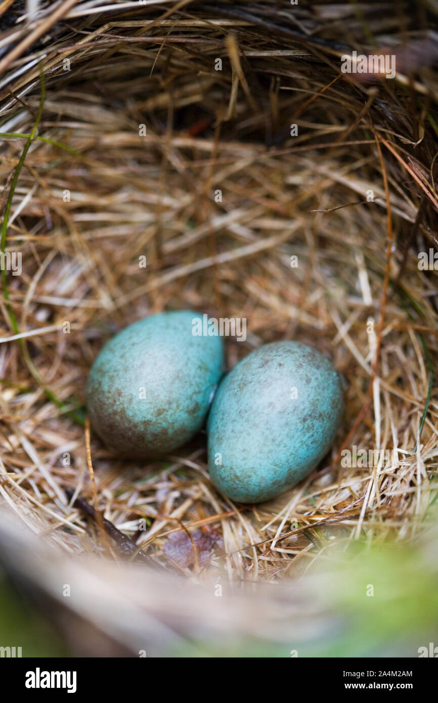 Two eggs in a nest Stock Photo