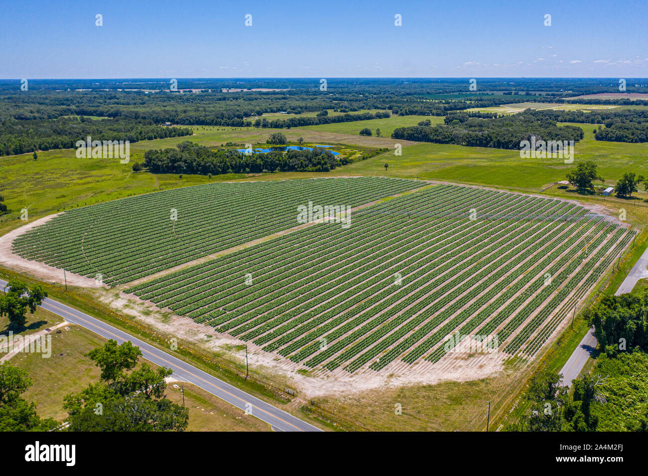 tobacco farms in florida Field of Dreams Florida Sun Grown's Tobacco Crop