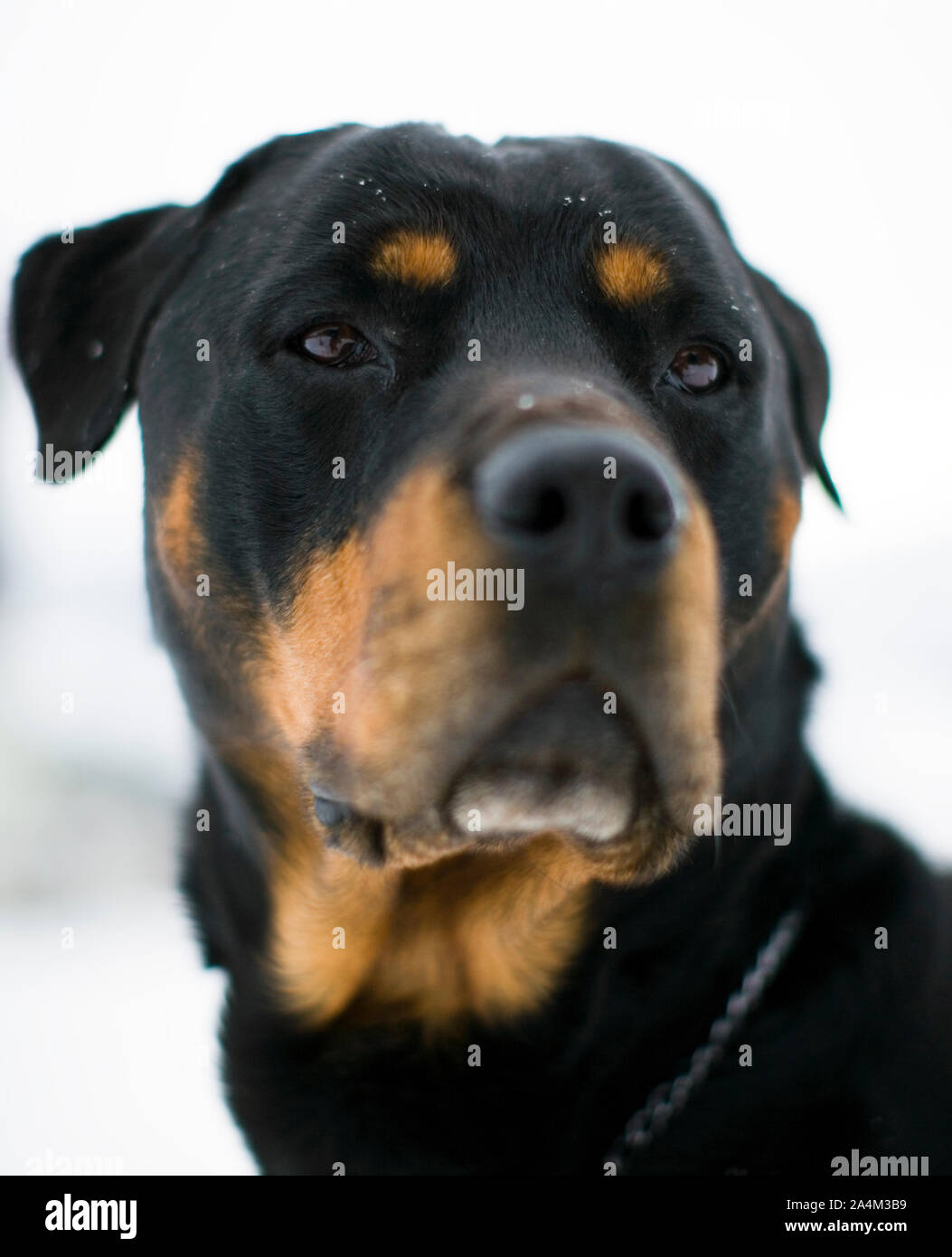 Rottweiler portraits hi-res stock photography and images - Alamy