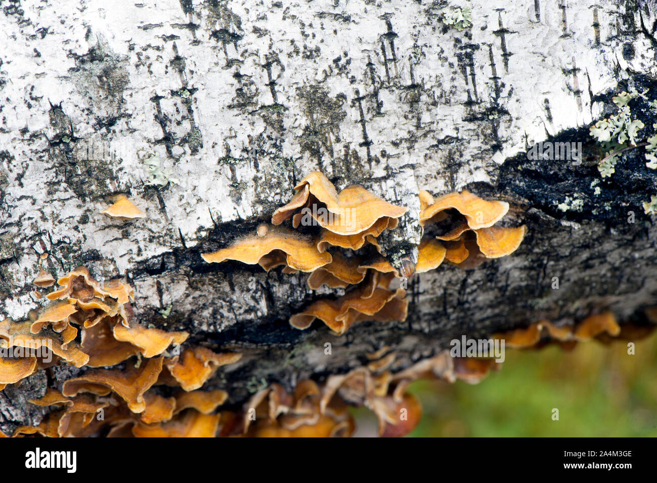 Mushrooms Growing On Tree Bark, Aust Agder Forest, Norway Stock Photo