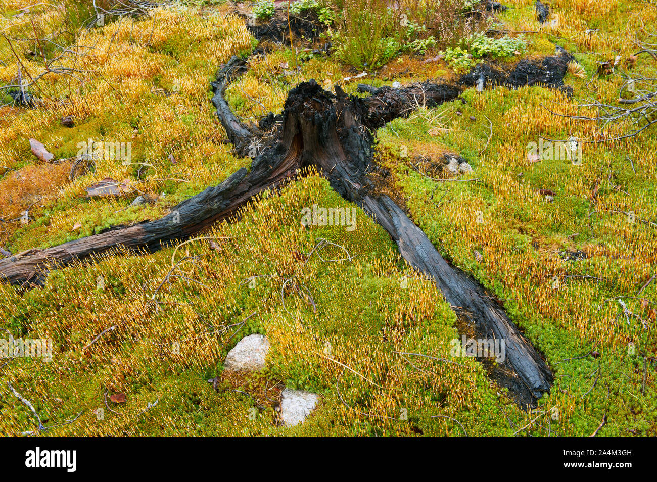 Aust Agder Forest, Norway Stock Photo