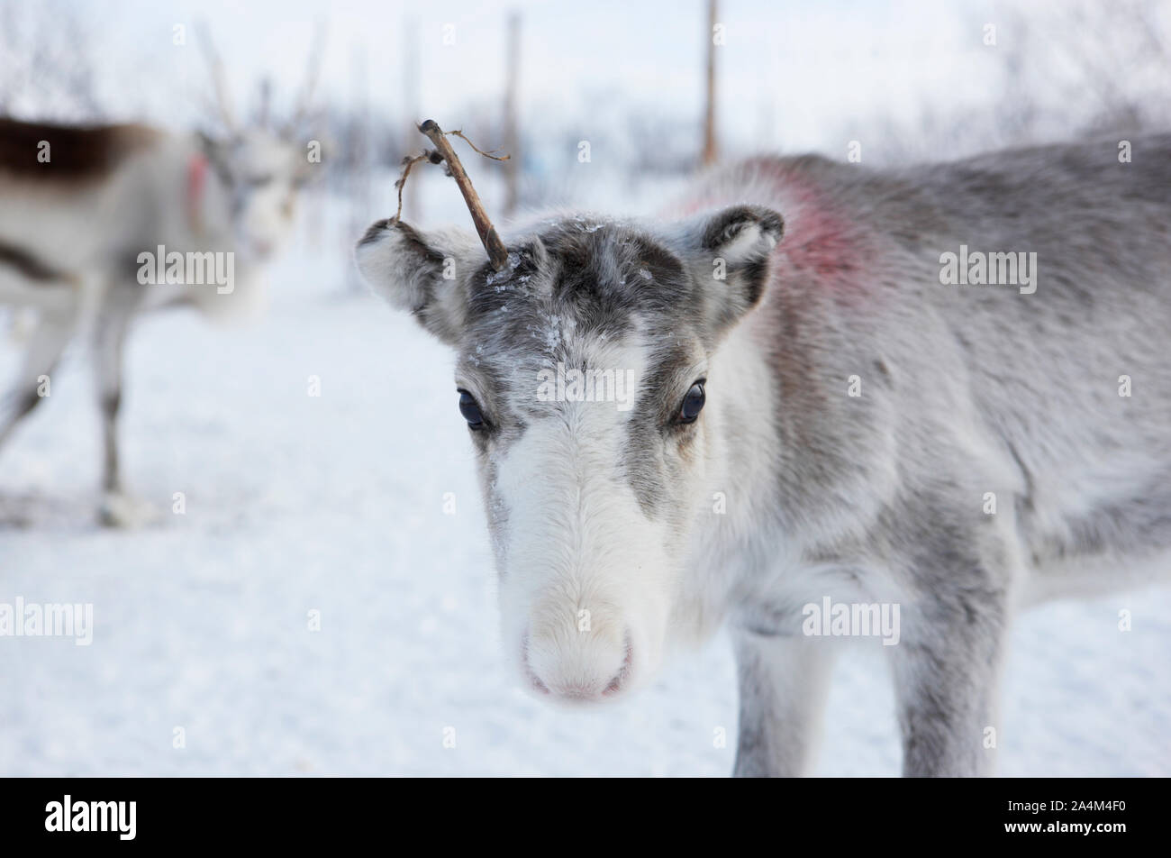 Reindeers on Finnmarksvidda Stock Photo