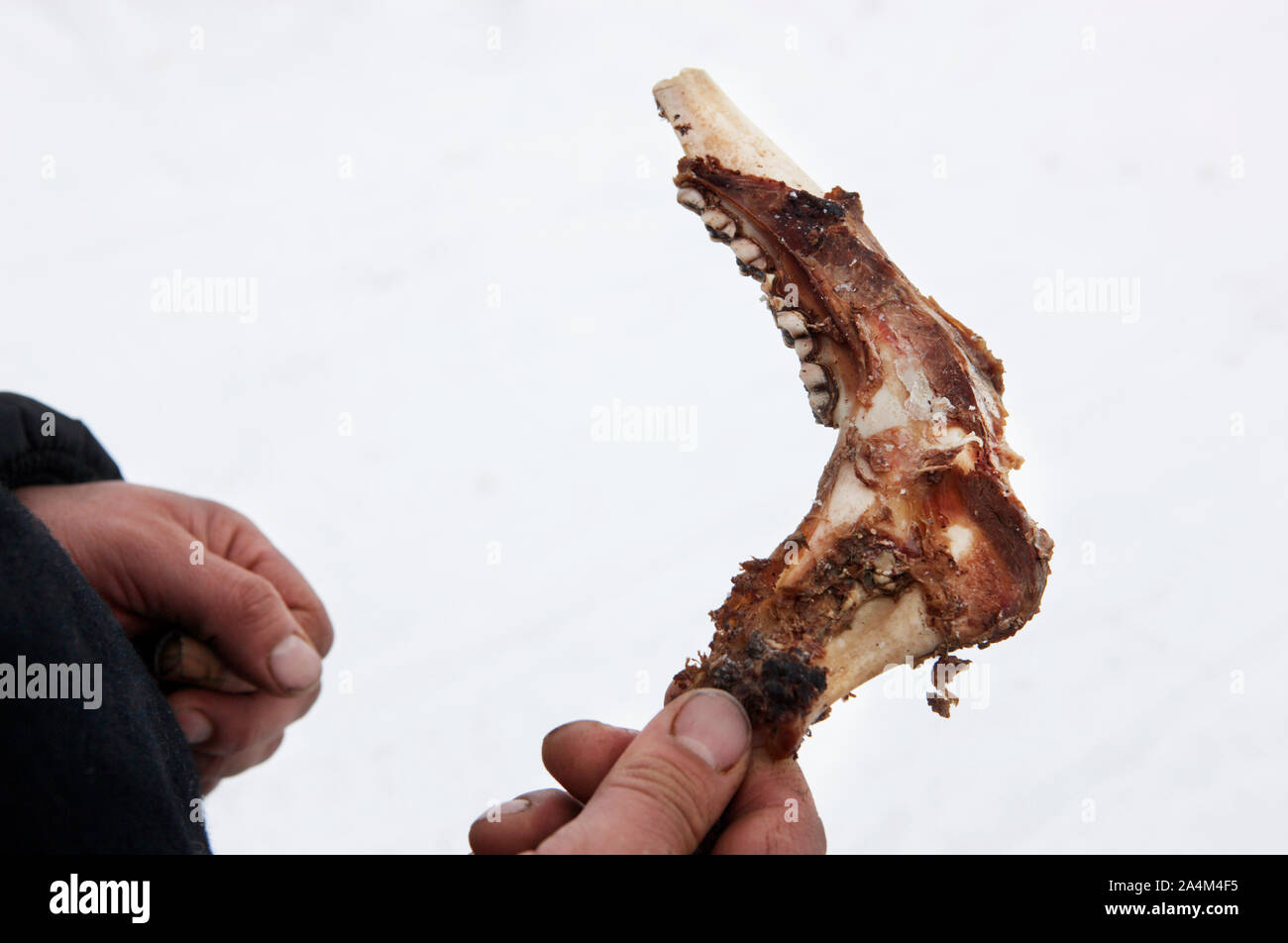 Jaws of reindeer. Considered a delicacy by Laplanders. Stock Photo