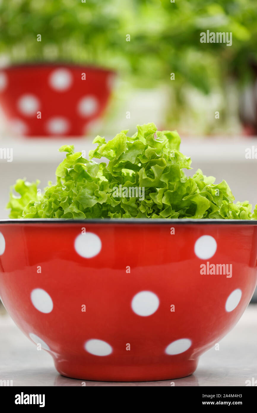 Lettuce in bowl Stock Photo - Alamy