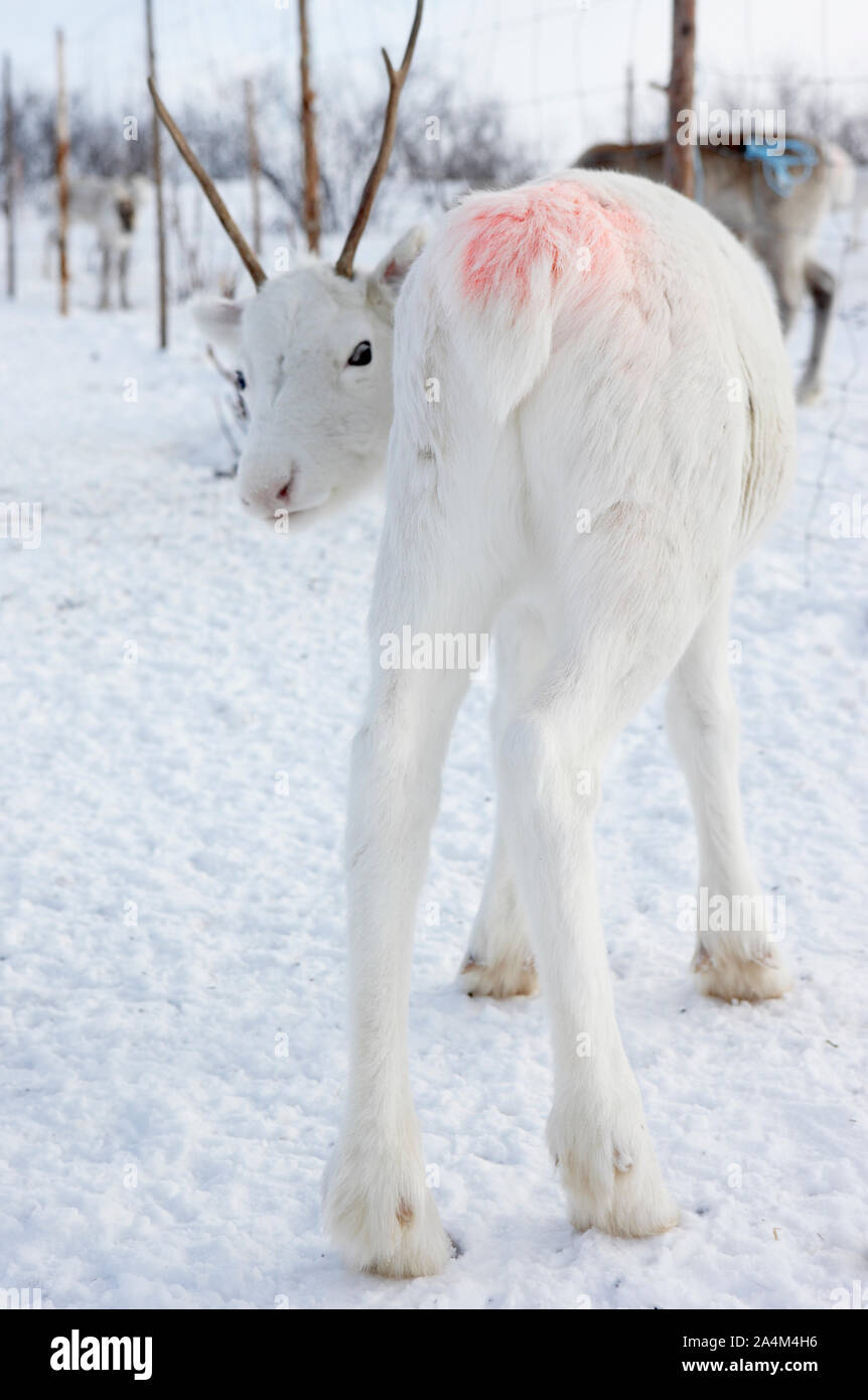 Reindeer calf at Finnmarksvidda near Kautokeino Stock Photo