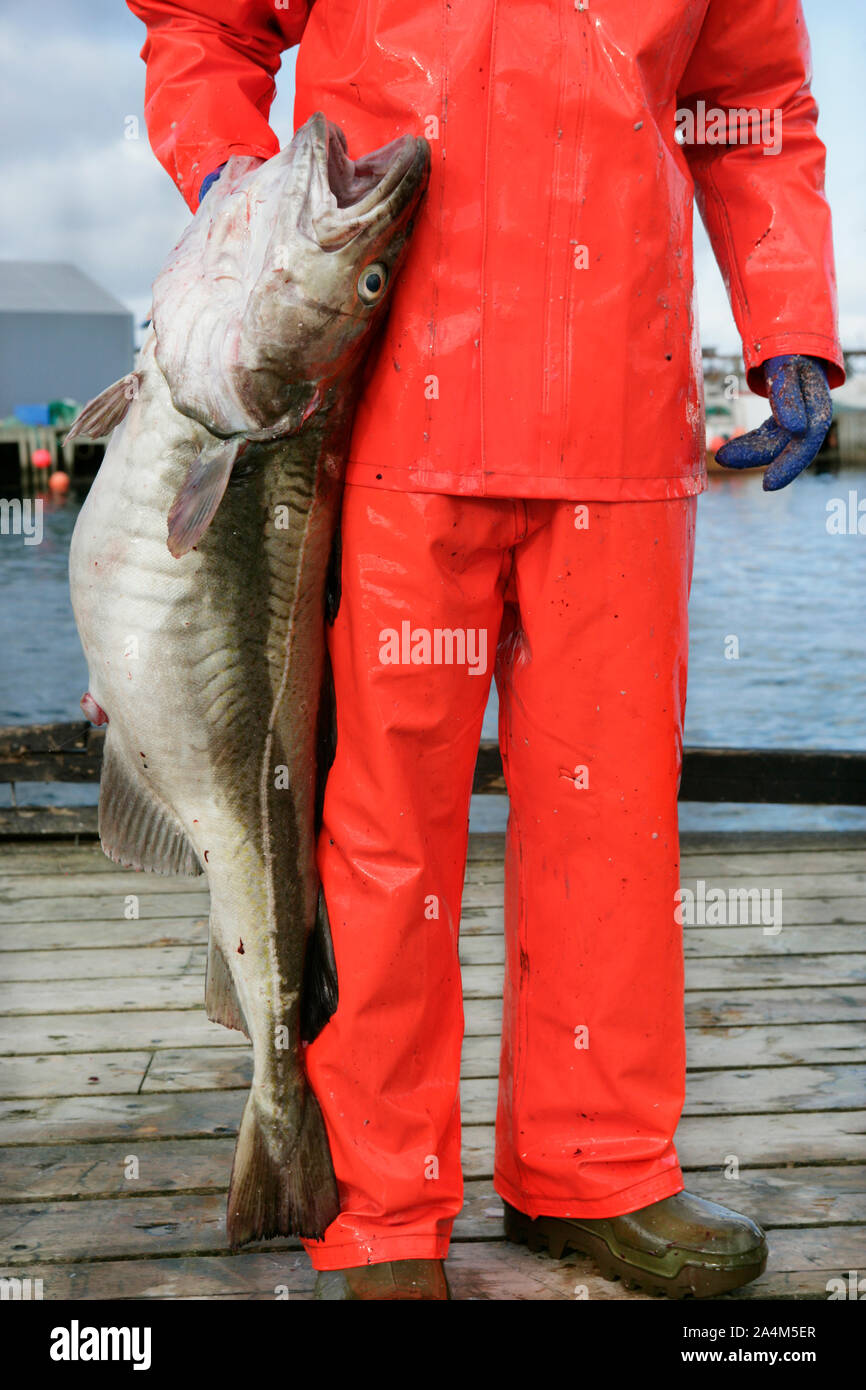 Fisherman with cod in Røst Stock Photo