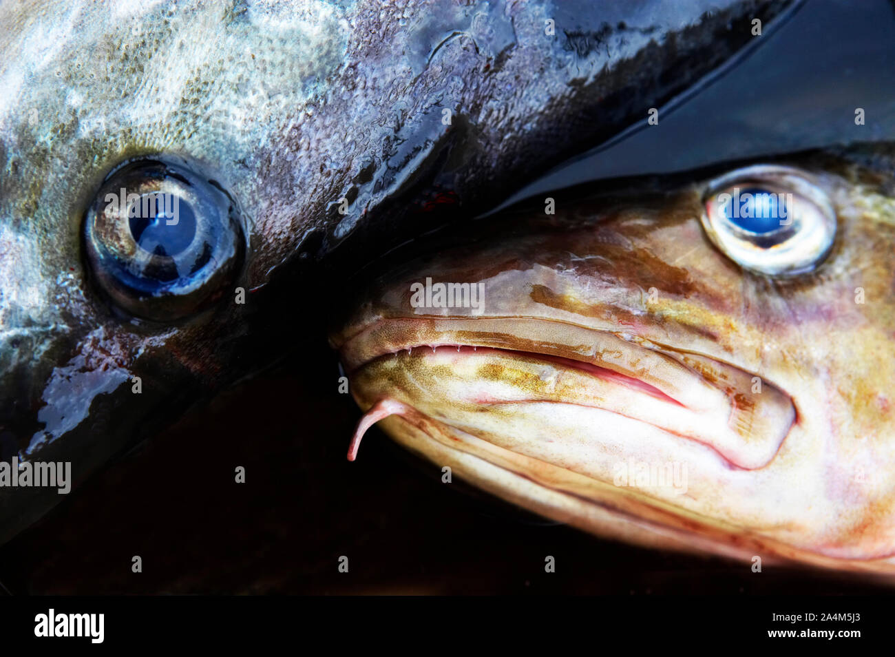 Cod eyes hi-res stock photography and images - Alamy