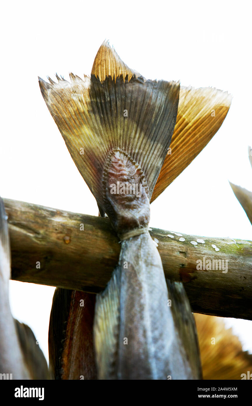 Cod drying on rack Stock Photo - Alamy