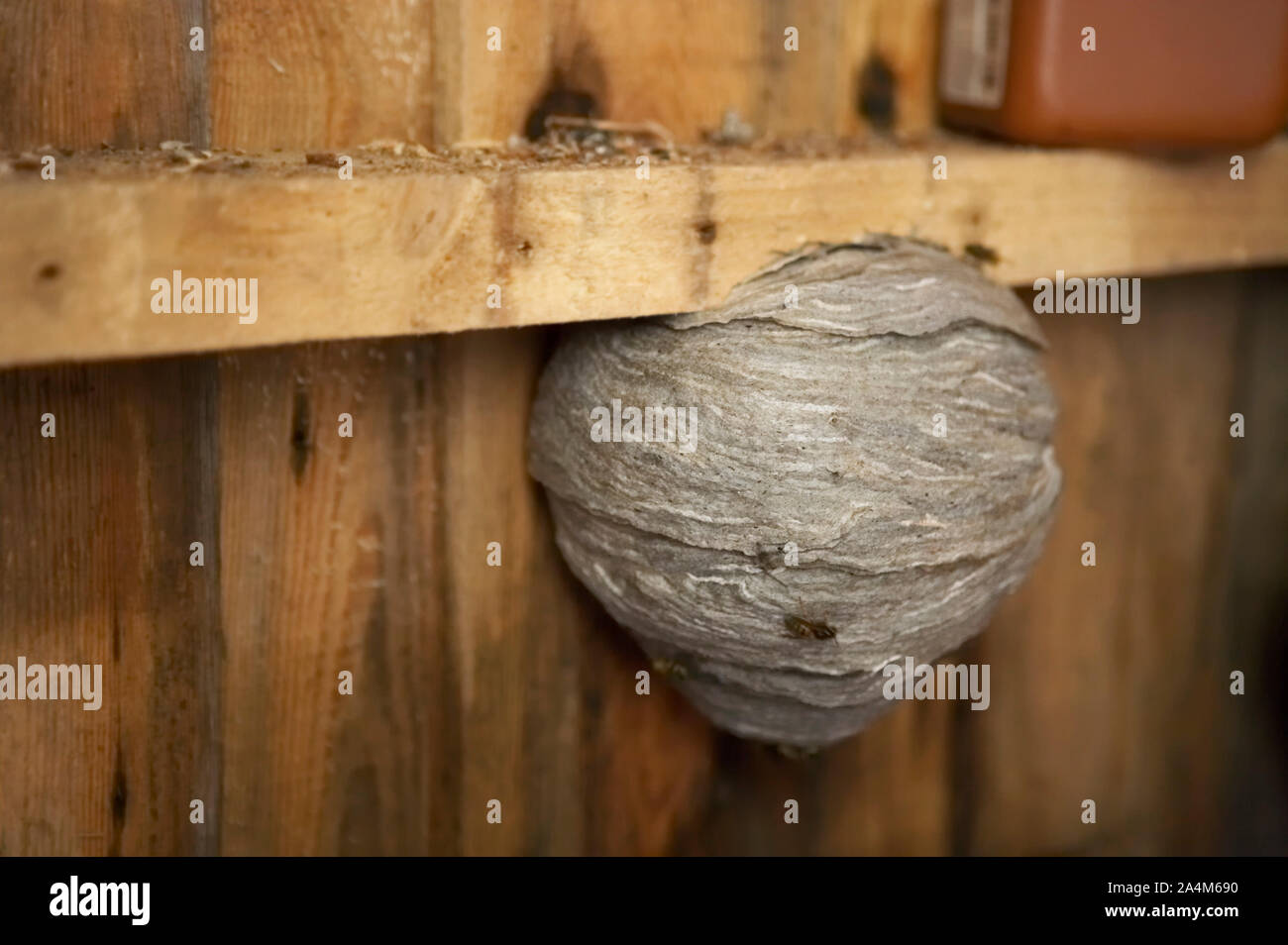 wasp's nest Stock Photo