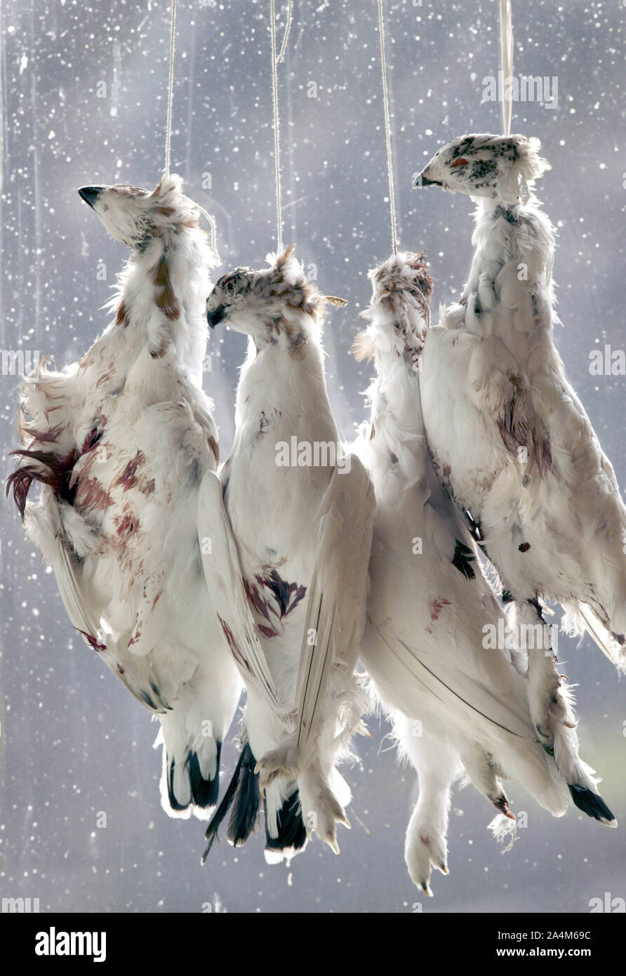 Dead grouses hanging in ropes - catch of the day Stock Photo