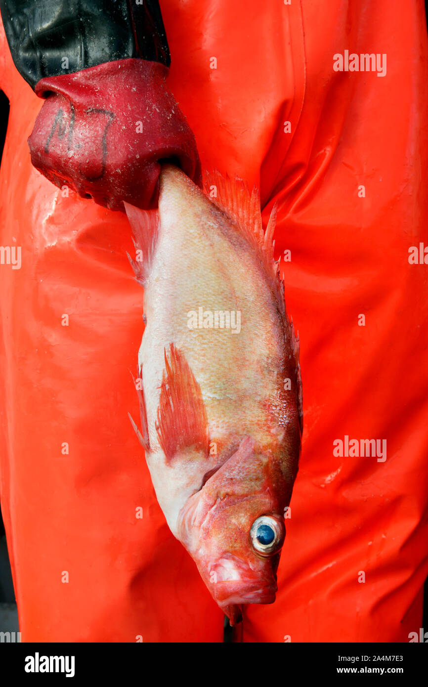 Norway haddock / rosefish / redfish / ocean perch. RÂØst fishing port