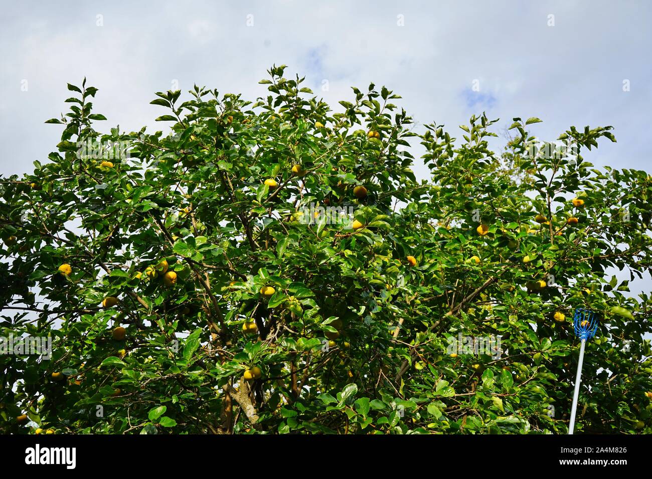Picking orange persimmons from the tree with a fruit picker Stock Photo